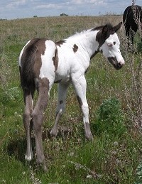 Black Overo Filly