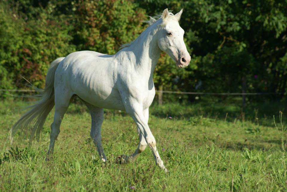 americanhorsesvalley