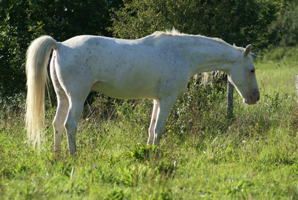 americanhorsesvalley